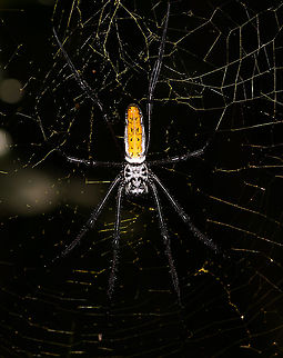 Juvenile Nephila inaurata madagascariensis - upperside, Palmarium, Madagascar https://www.jungledragon.com/image/88616/nephila_sp._-_underside_palmarium_madagascar.html
Nephila inaurata madagascariensis sub species. This is a juvenile based on its all-black legs. Africa,Madagascar,Madagascar 2019,Nephila inaurata,Palmarium reserve,Red-legged golden orb-web spider,World