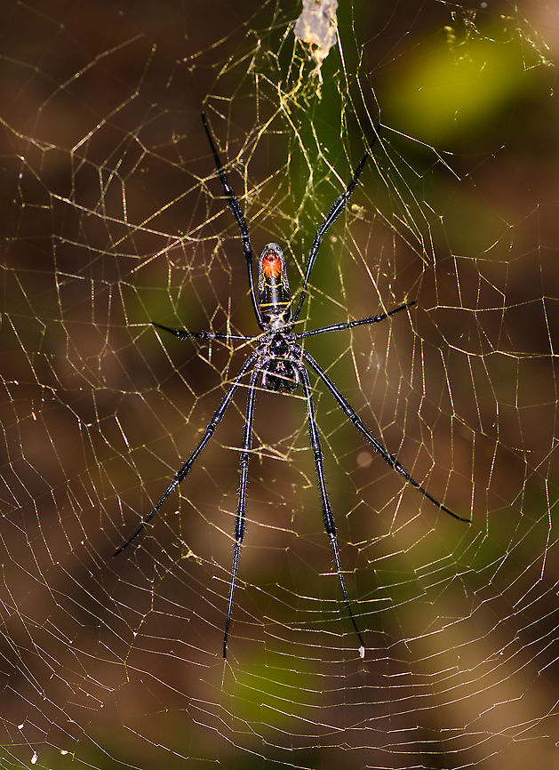 Juvenile Nephila inaurata madagascariensis - underside, Palmarium, Madagascar <figure class="photo"><a href="https://www.jungledragon.com/image/88615/juvenile_nephila_inaurata_madagascariensis_-_upperside_palmarium_madagascar.html" title="Juvenile Nephila inaurata madagascariensis - upperside, Palmarium, Madagascar"><img src="https://s3.amazonaws.com/media.jungledragon.com/images/2/88615_thumb.jpg?AWSAccessKeyId=05GMT0V3GWVNE7GGM1R2&Expires=1759968010&Signature=5Hvj4Pu9hhvA2R7oEJLeRW1y8O4%3D" width="122" height="152" alt="Juvenile Nephila inaurata madagascariensis - upperside, Palmarium, Madagascar https://www.jungledragon.com/image/88616/nephila_sp._-_underside_palmarium_madagascar.html<br />
Nephila inaurata madagascariensis sub species. This is a juvenile based on its all-black legs. Africa,Madagascar,Madagascar 2019,Nephila inaurata,Palmarium reserve,Red-legged golden orb-web spider,World" /></a></figure><br />
Nephila inaurata madagascariensis sub species. This is a juvenile based on its all-black legs. Africa,Geotagged,Madagascar,Madagascar 2019,Nephila inaurata,Palmarium reserve,Red-legged golden orb-web spider,Winter,World