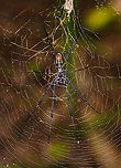 Juvenile Nephila inaurata madagascariensis - underside, Palmarium, Madagascar https://www.jungledragon.com/image/88615/nephila_sp._-_upperside_palmarium_madagascar.html<br />
Nephila inaurata madagascariensis sub species. This is a juvenile based on its all-black legs. Africa,Geotagged,Madagascar,Madagascar 2019,Nephila inaurata,Palmarium reserve,Red-legged golden orb-web spider,Winter,World