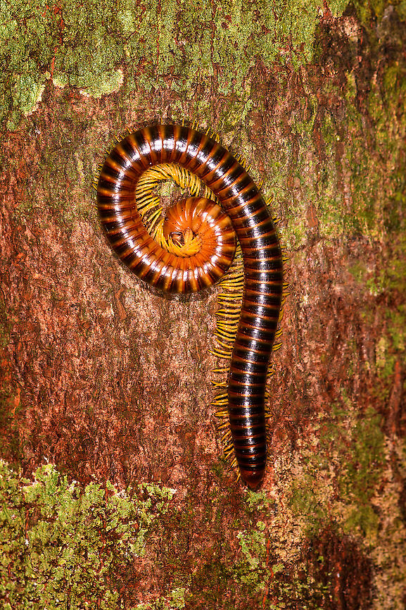Aphistogoniulus sp.? Palmarium, Madagascar Found by day, on a tree trunk. <br />
<br />
Madagascar millipedes are poorly studied. It took almost a full century for zoologist to return after an initial 1902 study. Almost every modern survey leads to the discovery of many new species, most of which are micro endemic, restricted to tiny patches of forest.<br />
<br />
There&#039;s a lot of emphasis on Sphaerotheriida, the Madagascan version of pill millipedes, known for their capability to roll up into a protective ball:<br />
<figure class="photo"><a href="https://www.jungledragon.com/image/35954/green_pill_millipede_zoosphaerium_sp._marojejy_madagascar.html" title="Green Pill millipede (Zoosphaerium sp.), Marojejy, Madagascar"><img src="https://s3.amazonaws.com/media.jungledragon.com/images/2/35954_thumb.jpg?AWSAccessKeyId=05GMT0V3GWVNE7GGM1R2&Expires=1759968010&Signature=%2FNVb9klQ2jsA2HSdpklQKpesGgQ%3D" width="200" height="134" alt="Green Pill millipede (Zoosphaerium sp.), Marojejy, Madagascar Close-up of a pill millipede rolled up into a ball, which they do when threatened. Source of the threat are ants, which you can see on the inner edge of the millipede.<br />
<br />
I&#039;ve based identification on color/appearance, size, and location. The match is likely, but not certain. Literature speaks of Zoosphaerium neptunus as almost always occuring in swarms. I did not notice a swarm, just this one, but I didn&#039;t exactly look for more either, and Marojejy is almost impossible to navigate off-path.<br />
<br />
If identification is correct, this is the largest pill millipede species in the world. I can confirm that it was quite large, likely making it a female. Males are only half this size. Africa,Geotagged,Madagascar,Madagascar North,Marojejy,Spring,World,Zoosphaerium neptunus" /></a></figure> Africa,Geotagged,Madagascar,Madagascar 2019,Millipede,Palmarium reserve,Winter,World