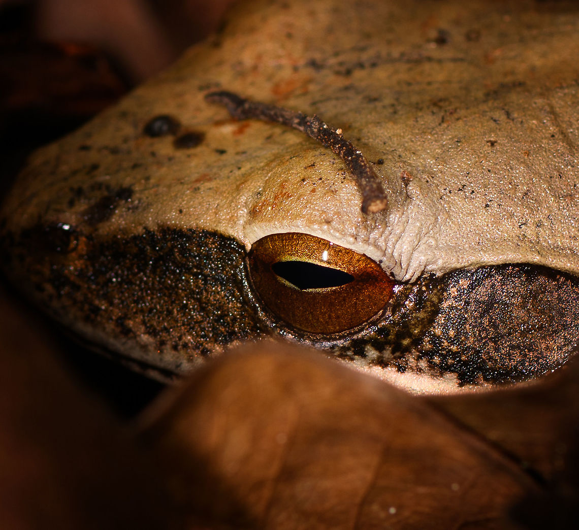 Boophis opisthodon? - eye Palmarium, Madagascar Inside the dense forest of the Palmarium reserve, I was checking the tops of some low trees as each had collected piles of leafs. At this tree, I felt straight into this buffed toad. It seemed to be sleeping here and didn't flee when discovered. After a few shots we put the leafs back in place. <br />
<br />
My guess is Boophis opisthodon, awaiting confirmation by an expert.<br />
<figure class="photo"><a href="https://www.jungledragon.com/image/88622/boophis_opisthodon_palmarium_madagascar.html" title="Boophis opisthodon? Palmarium, Madagascar"><img src="https://s3.amazonaws.com/media.jungledragon.com/images/2/88622_thumb.jpg?AWSAccessKeyId=05GMT0V3GWVNE7GGM1R2&Expires=1759968010&Signature=2Q4D2wwGLkgDUybSXX3jyBdosnw%3D" width="200" height="134" alt="Boophis opisthodon? Palmarium, Madagascar Inside the dense forest of the Palmarium reserve, I was checking the tops of some low trees as each had collected piles of leafs. At this tree, I felt straight into this buffed toad. It seemed to be sleeping here and didn't flee when discovered. After a few shots we put the leafs back in place. <br />
<br />
My guess is Boophis opisthodon, awaiting confirmation by an expert.<br />
https://www.jungledragon.com/image/88621/boophis_opisthodon_-_eye_palmarium_madagascar.html Africa,Boophis opisthodon,Madagascar,Madagascar 2019,Palmarium reserve,World" /></a></figure> Africa,Boophis opisthodon,Madagascar,Madagascar 2019,Palmarium reserve,World