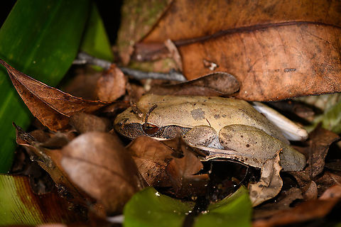 Boophis opisthodon? Palmarium, Madagascar Inside the dense forest of the Palmarium reserve, I was checking the tops of some low trees as each had collected piles of leafs. At this tree, I felt straight into this buffed toad. It seemed to be sleeping here and didn't flee when discovered. After a few shots we put the leafs back in place. 

My guess is Boophis opisthodon, awaiting confirmation by an expert.
https://www.jungledragon.com/image/88621/boophis_opisthodon_-_eye_palmarium_madagascar.html Africa,Boophis opisthodon,Madagascar,Madagascar 2019,Palmarium reserve,World