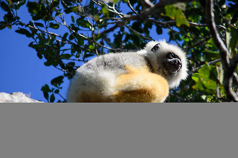Diademed sifaka pre jump This is the typical position a Diademed sifaka takes before making a large leap to the next tree. They have very long legs that seem to act like a spring. As a photographer you must hurry to take a shot, before you know it they are out of sight. Andasibe,Diademed sifaka,Madagascar,Propithecus diadema