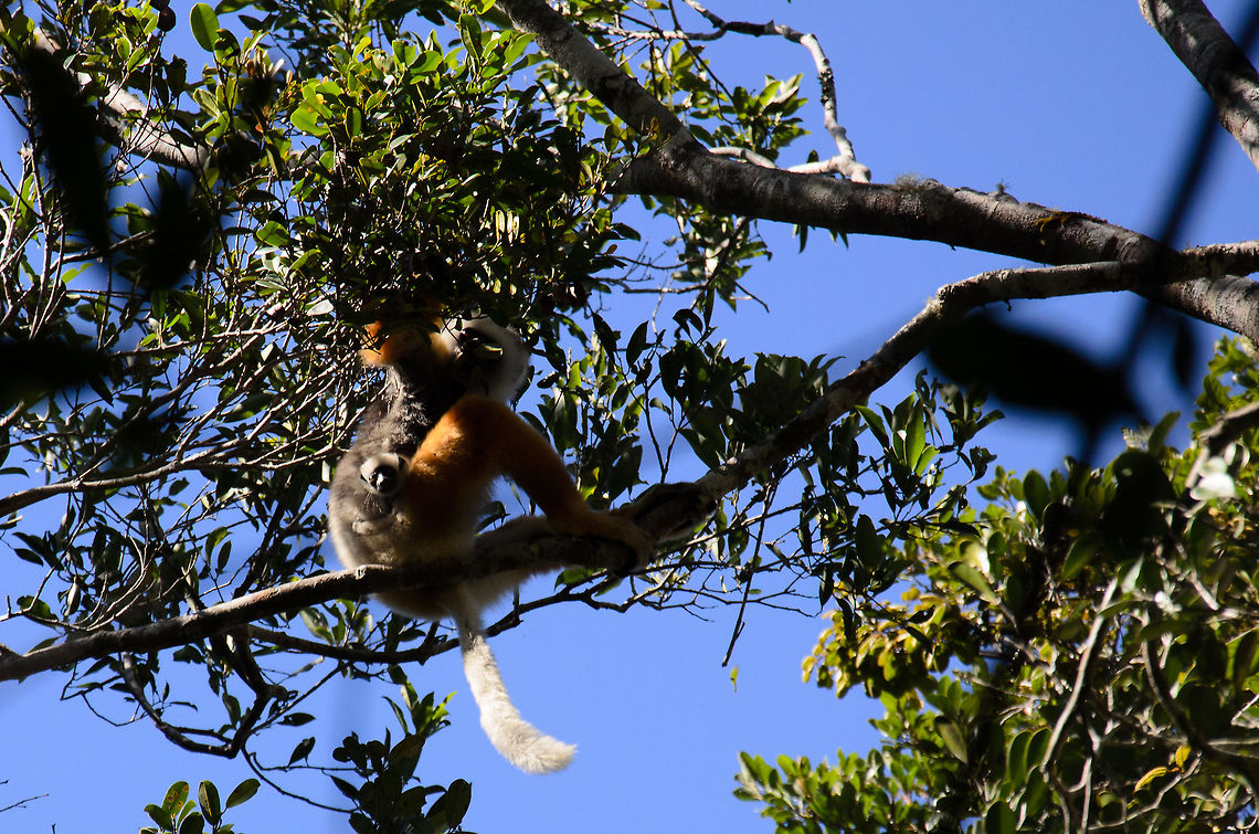 Diademed sifaka with baby This is quite a poor photo I must admit, but it&#039;s the only one I have of this Diademed Sifaka with a baby hanging on to mommy. Andasibe,Diademed sifaka,Geotagged,Madagascar,Propithecus diadema