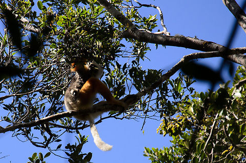Diademed sifaka with baby This is quite a poor photo I must admit, but it's the only one I have of this Diademed Sifaka with a baby hanging on to mommy. Andasibe,Diademed sifaka,Geotagged,Madagascar,Propithecus diadema