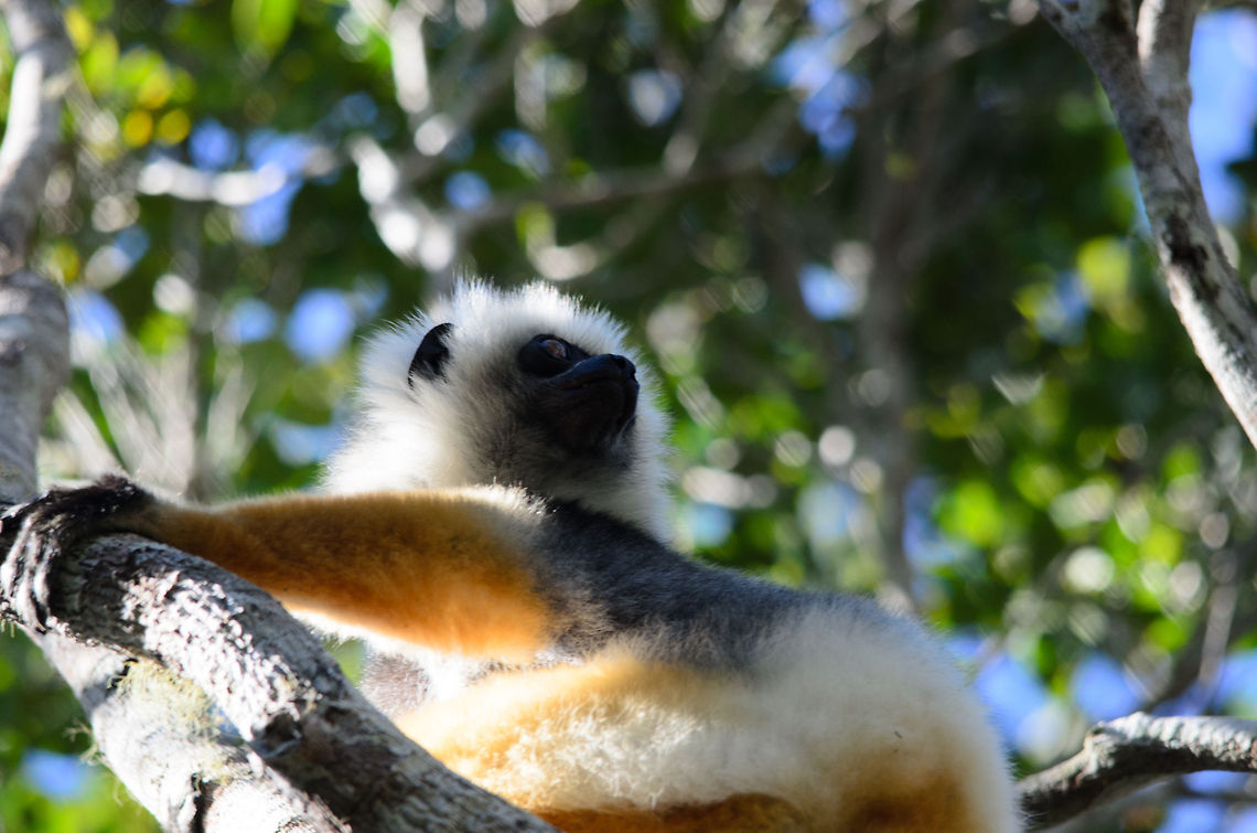 Diademed sifaka on the lookout  Diademed sifakas are only moderately shy of people. They certainly do not see you as an enemy but they prefer a distance. As brightly coloured as this lemur is, they are actually not that easy to spot. It required the help of multiple spotters in our case. Andasibe,Diademed sifaka,Madagascar,Propithecus diadema