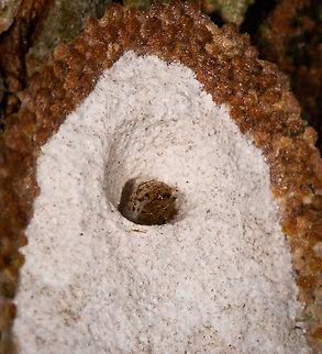 Larva casing - larva closeup, Palmarium, Madagascar Not entirely sure what I found here. My eye happened to fall on this small irregularity on a tree trunk. It looks neatly constructed, yet organic. I figured it is perhaps an Owlfly larva. After flipping it around, it looks to be more like a larva case, with an actual larva peeking out. A bagworm maybe? Even for a bagworm it looks unusual to me. The structure seems too well organized to be constructed from scratch. I also don't know what the white underside consists of. 
https://www.jungledragon.com/image/88716/larva_casing_palmarium_madagascar.html
https://www.jungledragon.com/image/88715/larva_casing_-_underside_palmarium_madagascar.html Africa,Geotagged,Madagascar,Madagascar 2019,Palmarium reserve,Winter,World