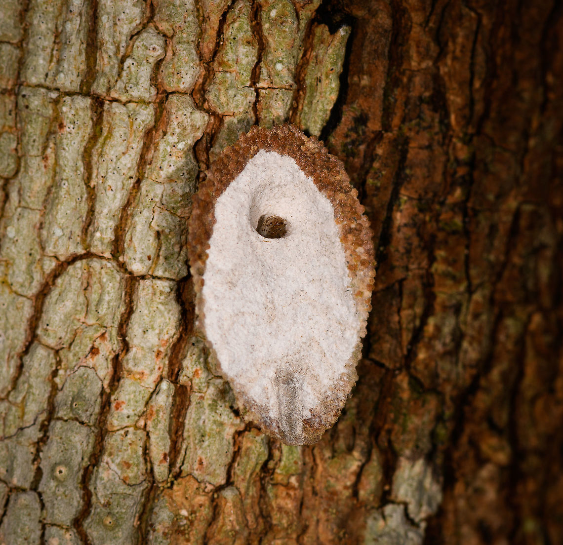 Larva casing - underside, Palmarium, Madagascar Not entirely sure what I found here. My eye happened to fall on this small irregularity on a tree trunk. It looks neatly constructed, yet organic. I figured it is perhaps an Owlfly larva. After flipping it around, it looks to be more like a larva case, with an actual larva peeking out. A bagworm maybe? Even for a bagworm it looks unusual to me. The structure seems too well organized to be constructed from scratch. I also don't know what the white underside consists of. <br />
<figure class="photo"><a href="https://www.jungledragon.com/image/88716/larva_casing_palmarium_madagascar.html" title="Larva casing, Palmarium, Madagascar"><img src="https://s3.amazonaws.com/media.jungledragon.com/images/2/88716_thumb.jpg?AWSAccessKeyId=05GMT0V3GWVNE7GGM1R2&Expires=1769040010&Signature=fVYt2roVRRr%2BJ2%2BsaYCzyXWdzNA%3D" width="148" height="152" alt="Larva casing, Palmarium, Madagascar Not entirely sure what I found here. My eye happened to fall on this small irregularity on a tree trunk. It looks neatly constructed, yet organic. I figured it is perhaps an Owlfly larva. After flipping it around, it looks to be more like a larva case, with an actual larva peeking out. A bagworm maybe? Even for a bagworm it looks unusual to me. The structure seems too well organized to be constructed from scratch. <br />
https://www.jungledragon.com/image/88715/larva_casing_-_underside_palmarium_madagascar.html<br />
https://www.jungledragon.com/image/88714/larva_casing_-_larva_closeup_palmarium_madagascar.html Africa,Geotagged,Madagascar,Madagascar 2019,Palmarium reserve,Winter,World" /></a></figure><br />
<figure class="photo"><a href="https://www.jungledragon.com/image/88714/larva_casing_-_larva_closeup_palmarium_madagascar.html" title="Larva casing - larva closeup, Palmarium, Madagascar"><img src="https://s3.amazonaws.com/media.jungledragon.com/images/2/88714_thumb.jpg?AWSAccessKeyId=05GMT0V3GWVNE7GGM1R2&Expires=1769040010&Signature=5e5YPhzh3Xk1iUkZI8PjQCuYGvk%3D" width="140" height="152" alt="Larva casing - larva closeup, Palmarium, Madagascar Not entirely sure what I found here. My eye happened to fall on this small irregularity on a tree trunk. It looks neatly constructed, yet organic. I figured it is perhaps an Owlfly larva. After flipping it around, it looks to be more like a larva case, with an actual larva peeking out. A bagworm maybe? Even for a bagworm it looks unusual to me. The structure seems too well organized to be constructed from scratch. I also don't know what the white underside consists of. <br />
https://www.jungledragon.com/image/88716/larva_casing_palmarium_madagascar.html<br />
https://www.jungledragon.com/image/88715/larva_casing_-_underside_palmarium_madagascar.html Africa,Geotagged,Madagascar,Madagascar 2019,Palmarium reserve,Winter,World" /></a></figure> Africa,Geotagged,Madagascar,Madagascar 2019,Palmarium reserve,Winter,World