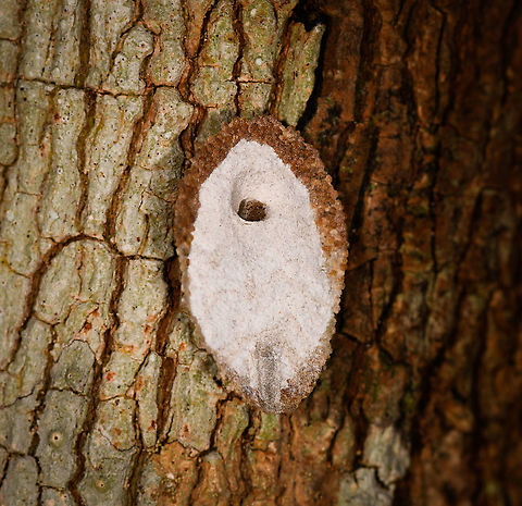 Larva casing - underside, Palmarium, Madagascar Not entirely sure what I found here. My eye happened to fall on this small irregularity on a tree trunk. It looks neatly constructed, yet organic. I figured it is perhaps an Owlfly larva. After flipping it around, it looks to be more like a larva case, with an actual larva peeking out. A bagworm maybe? Even for a bagworm it looks unusual to me. The structure seems too well organized to be constructed from scratch. I also don't know what the white underside consists of. 
https://www.jungledragon.com/image/88716/larva_casing_palmarium_madagascar.html
https://www.jungledragon.com/image/88714/larva_casing_-_larva_closeup_palmarium_madagascar.html Africa,Geotagged,Madagascar,Madagascar 2019,Palmarium reserve,Winter,World