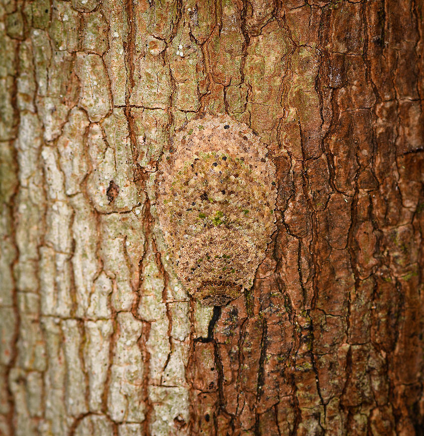 Larva casing, Palmarium, Madagascar Not entirely sure what I found here. My eye happened to fall on this small irregularity on a tree trunk. It looks neatly constructed, yet organic. I figured it is perhaps an Owlfly larva. After flipping it around, it looks to be more like a larva case, with an actual larva peeking out. A bagworm maybe? Even for a bagworm it looks unusual to me. The structure seems too well organized to be constructed from scratch. <br />
<figure class="photo"><a href="https://www.jungledragon.com/image/88715/larva_casing_-_underside_palmarium_madagascar.html" title="Larva casing - underside, Palmarium, Madagascar"><img src="https://s3.amazonaws.com/media.jungledragon.com/images/2/88715_thumb.jpg?AWSAccessKeyId=05GMT0V3GWVNE7GGM1R2&Expires=1763596810&Signature=pZo4THy%2BjOeDHhn6xgByJtokYHg%3D" width="200" height="194" alt="Larva casing - underside, Palmarium, Madagascar Not entirely sure what I found here. My eye happened to fall on this small irregularity on a tree trunk. It looks neatly constructed, yet organic. I figured it is perhaps an Owlfly larva. After flipping it around, it looks to be more like a larva case, with an actual larva peeking out. A bagworm maybe? Even for a bagworm it looks unusual to me. The structure seems too well organized to be constructed from scratch. I also don't know what the white underside consists of. <br />
https://www.jungledragon.com/image/88716/larva_casing_palmarium_madagascar.html<br />
https://www.jungledragon.com/image/88714/larva_casing_-_larva_closeup_palmarium_madagascar.html Africa,Geotagged,Madagascar,Madagascar 2019,Palmarium reserve,Winter,World" /></a></figure><br />
<figure class="photo"><a href="https://www.jungledragon.com/image/88714/larva_casing_-_larva_closeup_palmarium_madagascar.html" title="Larva casing - larva closeup, Palmarium, Madagascar"><img src="https://s3.amazonaws.com/media.jungledragon.com/images/2/88714_thumb.jpg?AWSAccessKeyId=05GMT0V3GWVNE7GGM1R2&Expires=1763596810&Signature=0F4VTSSWsd6y6FACgaHo6O9KISI%3D" width="140" height="152" alt="Larva casing - larva closeup, Palmarium, Madagascar Not entirely sure what I found here. My eye happened to fall on this small irregularity on a tree trunk. It looks neatly constructed, yet organic. I figured it is perhaps an Owlfly larva. After flipping it around, it looks to be more like a larva case, with an actual larva peeking out. A bagworm maybe? Even for a bagworm it looks unusual to me. The structure seems too well organized to be constructed from scratch. I also don't know what the white underside consists of. <br />
https://www.jungledragon.com/image/88716/larva_casing_palmarium_madagascar.html<br />
https://www.jungledragon.com/image/88715/larva_casing_-_underside_palmarium_madagascar.html Africa,Geotagged,Madagascar,Madagascar 2019,Palmarium reserve,Winter,World" /></a></figure> Africa,Geotagged,Madagascar,Madagascar 2019,Palmarium reserve,Winter,World