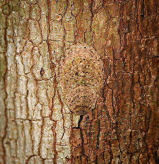 Larva casing, Palmarium, Madagascar Not entirely sure what I found here. My eye happened to fall on this small irregularity on a tree trunk. It looks neatly constructed, yet organic. I figured it is perhaps an Owlfly larva. After flipping it around, it looks to be more like a larva case, with an actual larva peeking out. A bagworm maybe? Even for a bagworm it looks unusual to me. The structure seems too well organized to be constructed from scratch. 
https://www.jungledragon.com/image/88715/larva_casing_-_underside_palmarium_madagascar.html
https://www.jungledragon.com/image/88714/larva_casing_-_larva_closeup_palmarium_madagascar.html Africa,Geotagged,Madagascar,Madagascar 2019,Palmarium reserve,Winter,World
