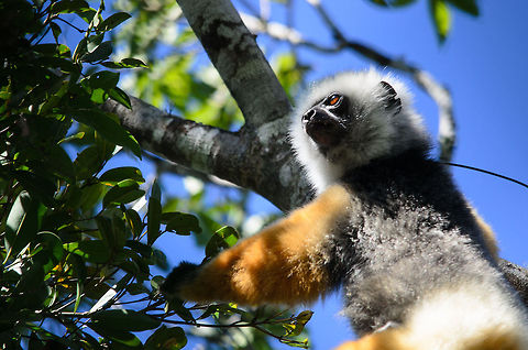 Diademed sifaka in search of food Diademed sifaka in search of food in Andasibe National Park, Madagascar. Andasibe,Diademed sifaka,Madagascar,Propithecus diadema