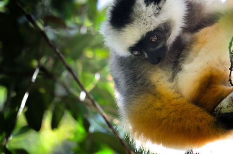 Diademed sifaka, the colorful Lemur Meet the Diademed Sifaka, one of the largest and most colorful of all lemurs, found in Andasibe, Madagascar. This specie is critically endangered due to habitat destruction.  Andasibe,Diademed sifaka,Madagascar,Propithecus diadema