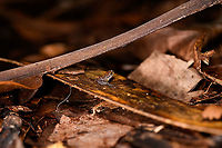 Gephyromantis sp., Palmarium, Madagascar Found on the forest floor, by day. Very tiny frog, unsure if a juvenile. I estimate it at about 1-1.5cm. Besides banded patterns on all legs, another characteristic is the round nose.<br />
https://www.jungledragon.com/image/88771/tiny_boophis_sp._-_crop_palmarium_madagascar.html<br />
https://www.jungledragon.com/image/88770/tiny_boophis_sp._-_closeup_palmarium_madagascar.html Africa,Geotagged,Madagascar,Madagascar 2019,Palmarium reserve,Winter,World