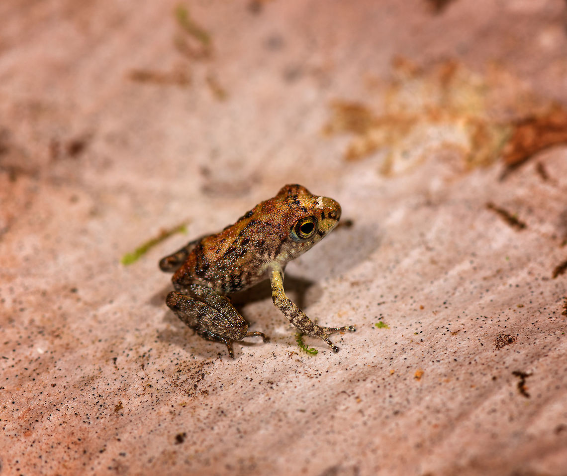 Gephyromantis sp. - closeup, Palmarium, Madagascar Found on the forest floor, by day. Very tiny frog, unsure if a juvenile. I estimate it at about 1-1.5cm. Besides banded patterns on all legs, another characteristic is the round nose.<br />
<figure class="photo"><a href="https://www.jungledragon.com/image/88769/gephyromantis_sp._palmarium_madagascar.html" title="Gephyromantis sp., Palmarium, Madagascar"><img src="https://s3.amazonaws.com/media.jungledragon.com/images/2/88769_thumb.jpg?AWSAccessKeyId=05GMT0V3GWVNE7GGM1R2&Expires=1769040010&Signature=QMMXPtiE9GGfCM8EDS29PnJNyzw%3D" width="200" height="134" alt="Gephyromantis sp., Palmarium, Madagascar Found on the forest floor, by day. Very tiny frog, unsure if a juvenile. I estimate it at about 1-1.5cm. Besides banded patterns on all legs, another characteristic is the round nose.<br />
https://www.jungledragon.com/image/88771/tiny_boophis_sp._-_crop_palmarium_madagascar.html<br />
https://www.jungledragon.com/image/88770/tiny_boophis_sp._-_closeup_palmarium_madagascar.html Africa,Geotagged,Madagascar,Madagascar 2019,Palmarium reserve,Winter,World" /></a></figure><br />
<figure class="photo"><a href="https://www.jungledragon.com/image/88771/gephyromantis_sp._-_crop_palmarium_madagascar.html" title="Gephyromantis sp. - crop, Palmarium, Madagascar"><img src="https://s3.amazonaws.com/media.jungledragon.com/images/2/88771_thumb.jpg?AWSAccessKeyId=05GMT0V3GWVNE7GGM1R2&Expires=1769040010&Signature=QztAsBdqOJLyhUPLwhEqB7dAGZo%3D" width="200" height="134" alt="Gephyromantis sp. - crop, Palmarium, Madagascar Found on the forest floor, by day. Very tiny frog, unsure if a juvenile. I estimate it at about 1-1.5cm. Besides banded patterns on all legs, another characteristic is the round nose.<br />
https://www.jungledragon.com/image/88769/tiny_boophis_sp._palmarium_madagascar.html<br />
https://www.jungledragon.com/image/88770/tiny_boophis_sp._-_closeup_palmarium_madagascar.html Africa,Geotagged,Madagascar,Madagascar 2019,Palmarium reserve,Winter,World" /></a></figure> Africa,Madagascar,Madagascar 2019,Palmarium reserve,World