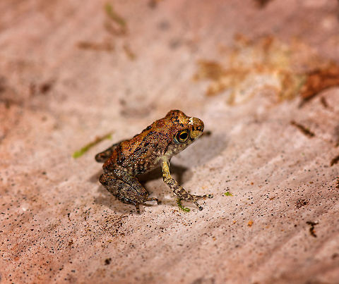 Gephyromantis sp. - closeup, Palmarium, Madagascar Found on the forest floor, by day. Very tiny frog, unsure if a juvenile. I estimate it at about 1-1.5cm. Besides banded patterns on all legs, another characteristic is the round nose.
https://www.jungledragon.com/image/88769/tiny_boophis_sp._palmarium_madagascar.html
https://www.jungledragon.com/image/88771/tiny_boophis_sp._-_crop_palmarium_madagascar.html Africa,Madagascar,Madagascar 2019,Palmarium reserve,World