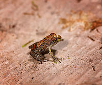 Gephyromantis sp. - closeup, Palmarium, Madagascar Found on the forest floor, by day. Very tiny frog, unsure if a juvenile. I estimate it at about 1-1.5cm. Besides banded patterns on all legs, another characteristic is the round nose.<br />
https://www.jungledragon.com/image/88769/tiny_boophis_sp._palmarium_madagascar.html<br />
https://www.jungledragon.com/image/88771/tiny_boophis_sp._-_crop_palmarium_madagascar.html Africa,Madagascar,Madagascar 2019,Palmarium reserve,World