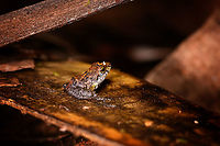 Gephyromantis sp. - crop, Palmarium, Madagascar Found on the forest floor, by day. Very tiny frog, unsure if a juvenile. I estimate it at about 1-1.5cm. Besides banded patterns on all legs, another characteristic is the round nose.<br />
https://www.jungledragon.com/image/88769/tiny_boophis_sp._palmarium_madagascar.html<br />
https://www.jungledragon.com/image/88770/tiny_boophis_sp._-_closeup_palmarium_madagascar.html Africa,Geotagged,Madagascar,Madagascar 2019,Palmarium reserve,Winter,World