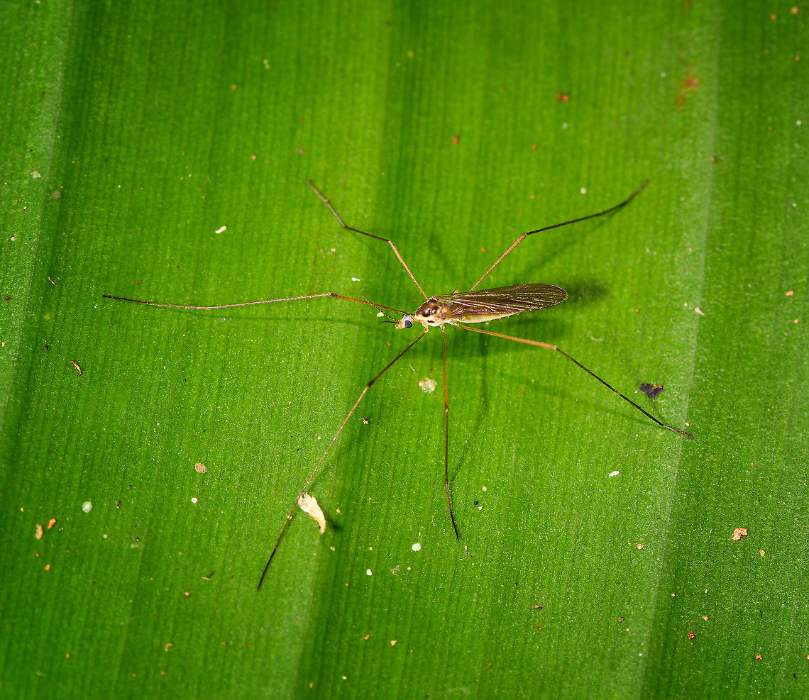 Crane Fly, Palmarium, Madagascar  Africa,Geotagged,Madagascar,Madagascar 2019,Palmarium reserve,Winter,World