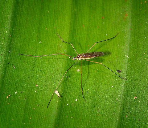 Crane Fly, Palmarium, Madagascar  Africa,Geotagged,Madagascar,Madagascar 2019,Palmarium reserve,Winter,World