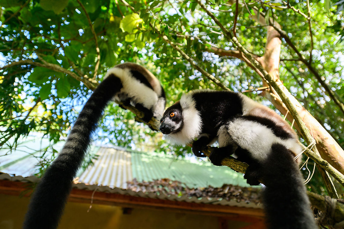 Black-and-white ruffed lemur - siesta, Palmarium, Madagascar After the guided tour I went for a small solo walk with the wide angle (14-24mm) lens. Not really looking for lemurs given the morning overdose, but ran into them anyway.  Africa,Black-and-white ruffed lemur,Geotagged,Madagascar,Madagascar 2019,Palmarium reserve,Varecia variegata,Winter,World