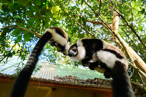 Black-and-white ruffed lemur - siesta, Palmarium, Madagascar After the guided tour I went for a small solo walk with the wide angle (14-24mm) lens. Not really looking for lemurs given the morning overdose, but ran into them anyway.  Africa,Black-and-white ruffed lemur,Geotagged,Madagascar,Madagascar 2019,Palmarium reserve,Varecia variegata,Winter,World