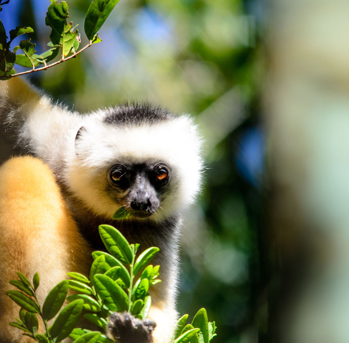 Diademed Sifaka stares at photographer Diademed sifaka curiously inspects the photographer whilst eating leaves in Andasibe, Madagascar. Andasibe,Diademed sifaka,Madagascar,Propithecus diadema