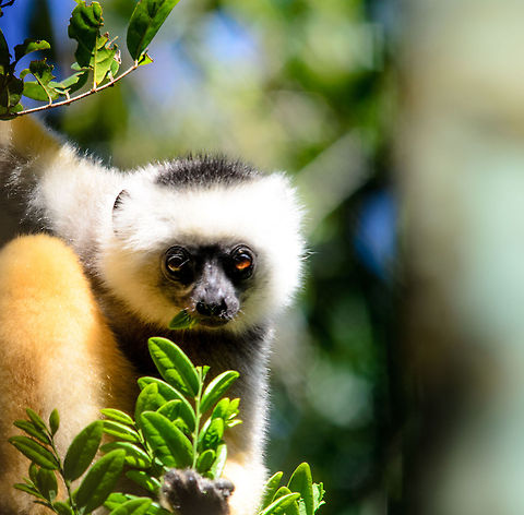Diademed Sifaka stares at photographer Diademed sifaka curiously inspects the photographer whilst eating leaves in Andasibe, Madagascar. Andasibe,Diademed sifaka,Madagascar,Propithecus diadema