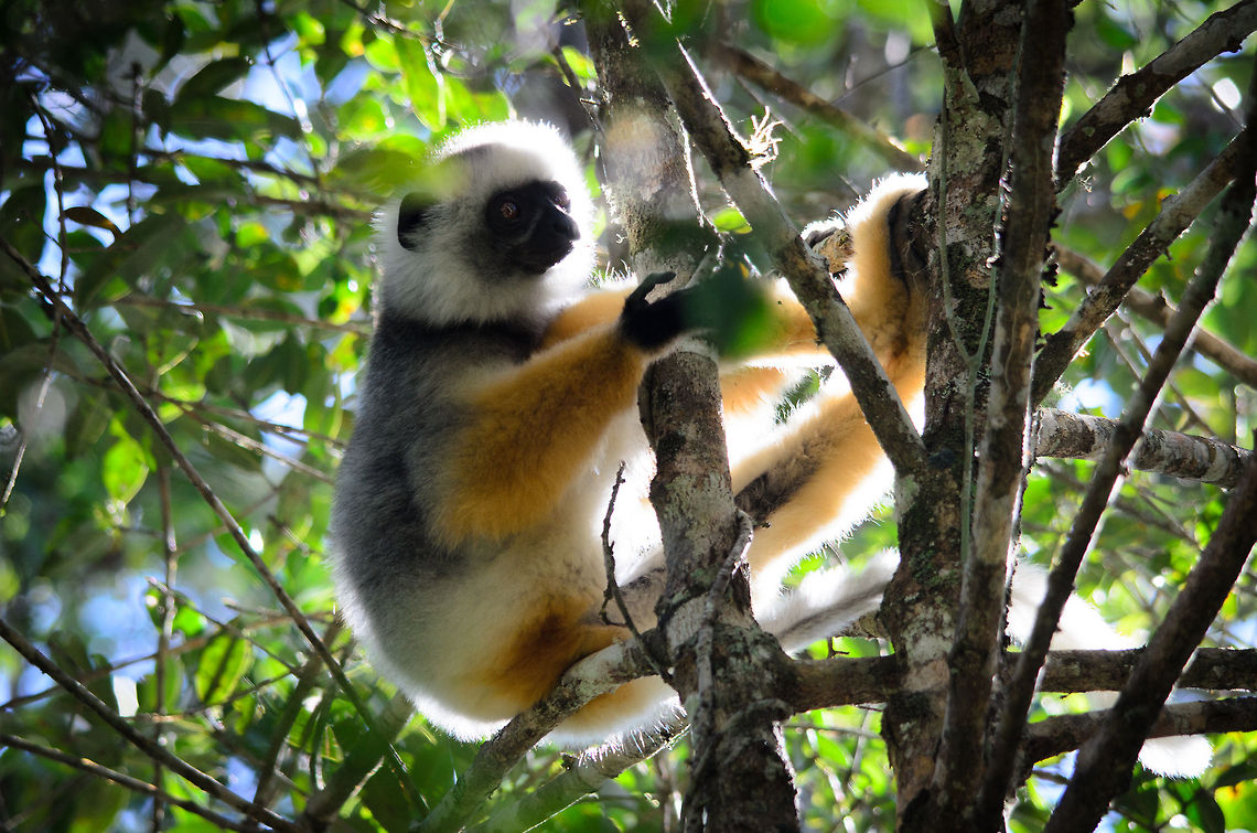 Diademed sifaka, master of trees All limbs of a Diademed sifaka seem equally capable to climb trees. The way in which it manouvres in tight vegetation is impressive, but it looks effortless. Andasibe,Diademed sifaka,Madagascar,Propithecus diadema