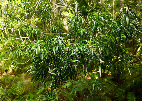 Shrub with long curly leafs, Palmarium, Madagascar As of 2018, about 12,000 species of plants have been documented in Madagascar. 83% of vascular plants are endemic, 96% of shrubs and trees are endemic. 

With my non-existing botany skills and lack of online resources, I don't know where to start to find an ID, but I'll share a few plants anyway, you never know what it's good for. 

This shrub was about 2m tall, branches full of long curly leafs. Africa,Madagascar,Madagascar 2019,Palmarium reserve,World