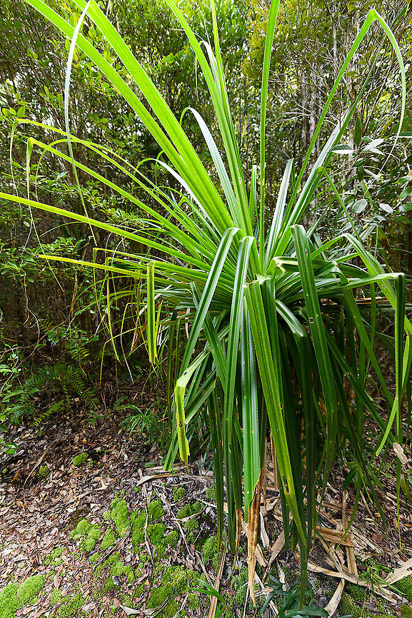 Screwpine (Pandanus sp.), Palmarium, Madagascar An ultrawide angle (14mm) shot to fit the plant in the frame. This is a very large plant with leafs several meters in length. Given the leaf type (note the jagged edges) my best guess is that this is a screwpine, but I could be way off. Africa,Madagascar,Madagascar 2019,Palmarium reserve,World