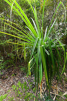 Screwpine (Pandanus sp.), Palmarium, Madagascar An ultrawide angle (14mm) shot to fit the plant in the frame. This is a very large plant with leafs several meters in length. Given the leaf type (note the jagged edges) my best guess is that this is a screwpine, but I could be way off. Africa,Madagascar,Madagascar 2019,Palmarium reserve,World