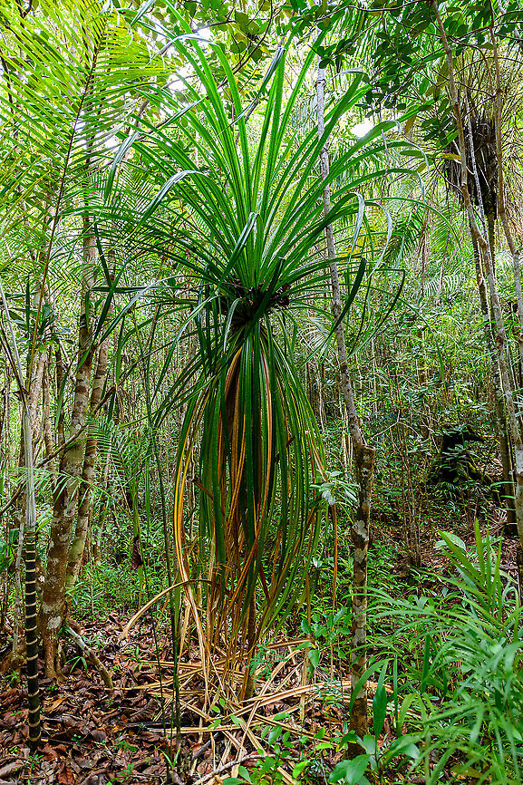 Screwpine (Pandanus sp.) - 2, Palmarium, Madagascar Possibly another screwpine found in Palmarium. Note that this is a large plant/shrub, this one probably about 6m tall. <br />
<br />
Note on the "making of": I used HDR tone mapping for this scene. In a jungle scene like this, you end up with the typical cloudy white sky combined with a dark forest floor, which is too much for a camera sensor to correctly expose for. You can't fix this during post processing by selectively adjusting exposure using a paint brush as the scene is way too complex for that. I rarely use HDR, but this is an example where I find it a great solution. Africa,Madagascar,Madagascar 2019,Palmarium reserve,World