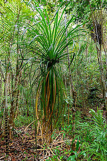 Screwpine (Pandanus sp.) - 2, Palmarium, Madagascar Possibly another screwpine found in Palmarium. Note that this is a large plant/shrub, this one probably about 6m tall. 

Note on the "making of": I used HDR tone mapping for this scene. In a jungle scene like this, you end up with the typical cloudy white sky combined with a dark forest floor, which is too much for a camera sensor to correctly expose for. You can't fix this during post processing by selectively adjusting exposure using a paint brush as the scene is way too complex for that. I rarely use HDR, but this is an example where I find it a great solution. Africa,Madagascar,Madagascar 2019,Palmarium reserve,World