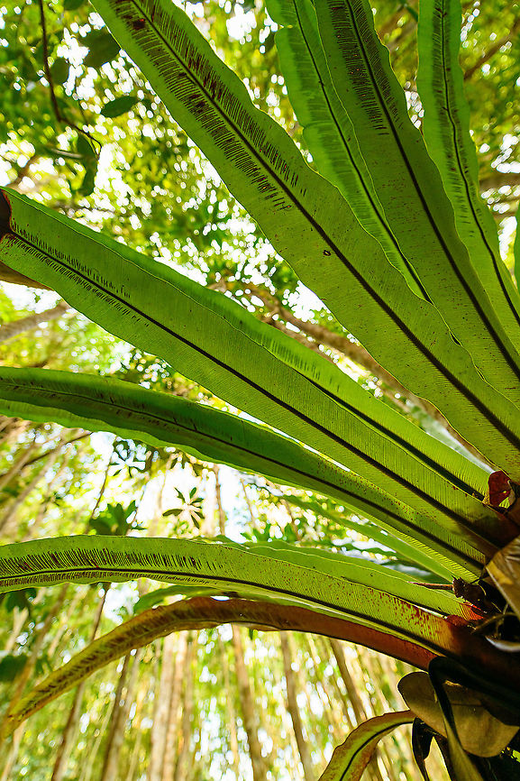 Asplenium nidus - leaf closeup, Palmarium, Madagascar A few ultra wide angle shots of Asplenium nidus, if I have the identification correct. I based identification on the diagonal black lines found on the underside of the leaf. <br />
<br />
This plant is basically an oversized parasite (epiphyte), taking its nutrients and moisture from even larger plants.<br />
<figure class="photo"><a href="https://www.jungledragon.com/image/88810/asplenium_nidus_palmarium_madagascar.html" title="Asplenium nidus, Palmarium, Madagascar"><img src="https://s3.amazonaws.com/media.jungledragon.com/images/2/88810_thumb.jpg?AWSAccessKeyId=05GMT0V3GWVNE7GGM1R2&Expires=1759968010&Signature=I4Kz1VyhPuCLCYIGuQXLUW2L1y4%3D" width="200" height="134" alt="Asplenium nidus, Palmarium, Madagascar A few ultra wide angle shots of Asplenium nidus, if I have the identification correct. I based identification on the diagonal black lines found on the underside of the leaf. <br />
<br />
This plant is basically an oversized parasite (epiphyte), taking its nutrients and moisture from even larger plants.<br />
https://www.jungledragon.com/image/88809/asplenium_nidus_-_bottom_view_palmarium_madagascar.html<br />
https://www.jungledragon.com/image/88808/asplenium_nidus_-_leaf_closeup_palmarium_madagascar.html Africa,Asplenium nidus,Madagascar,Madagascar 2019,Palmarium reserve,World" /></a></figure><br />
<figure class="photo"><a href="https://www.jungledragon.com/image/88809/asplenium_nidus_-_bottom_view_palmarium_madagascar.html" title="Asplenium nidus - bottom view, Palmarium, Madagascar"><img src="https://s3.amazonaws.com/media.jungledragon.com/images/2/88809_thumb.jpg?AWSAccessKeyId=05GMT0V3GWVNE7GGM1R2&Expires=1759968010&Signature=BXwACi9txB9f7D8bBTte1bcEzaY%3D" width="200" height="134" alt="Asplenium nidus - bottom view, Palmarium, Madagascar A few ultra wide angle shots of Asplenium nidus, if I have the identification correct. I based identification on the diagonal black lines found on the underside of the leaf. <br />
<br />
This plant is basically an oversized parasite (epiphyte), taking its nutrients and moisture from even larger plants.<br />
https://www.jungledragon.com/image/88810/asplenium_nidus_palmarium_madagascar.html<br />
https://www.jungledragon.com/image/88808/asplenium_nidus_-_leaf_closeup_palmarium_madagascar.html Africa,Asplenium nidus,Madagascar,Madagascar 2019,Palmarium reserve,World" /></a></figure> Africa,Asplenium nidus,Madagascar,Madagascar 2019,Palmarium reserve,World