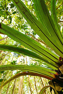 Asplenium nidus - leaf closeup, Palmarium, Madagascar A few ultra wide angle shots of Asplenium nidus, if I have the identification correct. I based identification on the diagonal black lines found on the underside of the leaf. 

This plant is basically an oversized parasite (epiphyte), taking its nutrients and moisture from even larger plants.
https://www.jungledragon.com/image/88810/asplenium_nidus_palmarium_madagascar.html
https://www.jungledragon.com/image/88809/asplenium_nidus_-_bottom_view_palmarium_madagascar.html Africa,Asplenium nidus,Madagascar,Madagascar 2019,Palmarium reserve,World