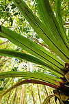 Asplenium nidus - leaf closeup, Palmarium, Madagascar A few ultra wide angle shots of Asplenium nidus, if I have the identification correct. I based identification on the diagonal black lines found on the underside of the leaf. <br />
<br />
This plant is basically an oversized parasite (epiphyte), taking its nutrients and moisture from even larger plants.<br />
https://www.jungledragon.com/image/88810/asplenium_nidus_palmarium_madagascar.html<br />
https://www.jungledragon.com/image/88809/asplenium_nidus_-_bottom_view_palmarium_madagascar.html Africa,Asplenium nidus,Madagascar,Madagascar 2019,Palmarium reserve,World