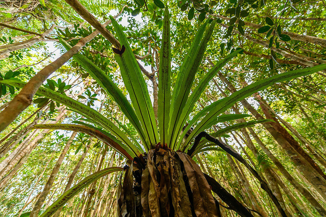 Asplenium nidus - bottom view, Palmarium, Madagascar A few ultra wide angle shots of Asplenium nidus, if I have the identification correct. I based identification on the diagonal black lines found on the underside of the leaf. <br />
<br />
This plant is basically an oversized parasite (epiphyte), taking its nutrients and moisture from even larger plants.<br />
<figure class="photo"><a href="https://www.jungledragon.com/image/88810/asplenium_nidus_palmarium_madagascar.html" title="Asplenium nidus, Palmarium, Madagascar"><img src="https://s3.amazonaws.com/media.jungledragon.com/images/2/88810_thumb.jpg?AWSAccessKeyId=05GMT0V3GWVNE7GGM1R2&Expires=1759968010&Signature=I4Kz1VyhPuCLCYIGuQXLUW2L1y4%3D" width="200" height="134" alt="Asplenium nidus, Palmarium, Madagascar A few ultra wide angle shots of Asplenium nidus, if I have the identification correct. I based identification on the diagonal black lines found on the underside of the leaf. <br />
<br />
This plant is basically an oversized parasite (epiphyte), taking its nutrients and moisture from even larger plants.<br />
https://www.jungledragon.com/image/88809/asplenium_nidus_-_bottom_view_palmarium_madagascar.html<br />
https://www.jungledragon.com/image/88808/asplenium_nidus_-_leaf_closeup_palmarium_madagascar.html Africa,Asplenium nidus,Madagascar,Madagascar 2019,Palmarium reserve,World" /></a></figure><br />
<figure class="photo"><a href="https://www.jungledragon.com/image/88808/asplenium_nidus_-_leaf_closeup_palmarium_madagascar.html" title="Asplenium nidus - leaf closeup, Palmarium, Madagascar"><img src="https://s3.amazonaws.com/media.jungledragon.com/images/2/88808_thumb.jpg?AWSAccessKeyId=05GMT0V3GWVNE7GGM1R2&Expires=1759968010&Signature=%2B%2FSiw1F5qzUDN50xQn4VMtvuNHU%3D" width="102" height="152" alt="Asplenium nidus - leaf closeup, Palmarium, Madagascar A few ultra wide angle shots of Asplenium nidus, if I have the identification correct. I based identification on the diagonal black lines found on the underside of the leaf. <br />
<br />
This plant is basically an oversized parasite (epiphyte), taking its nutrients and moisture from even larger plants.<br />
https://www.jungledragon.com/image/88810/asplenium_nidus_palmarium_madagascar.html<br />
https://www.jungledragon.com/image/88809/asplenium_nidus_-_bottom_view_palmarium_madagascar.html Africa,Asplenium nidus,Madagascar,Madagascar 2019,Palmarium reserve,World" /></a></figure> Africa,Asplenium nidus,Madagascar,Madagascar 2019,Palmarium reserve,World