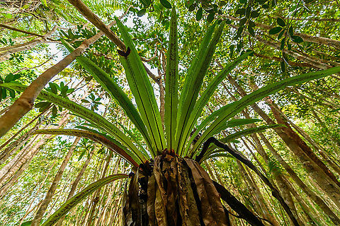 Asplenium nidus - bottom view, Palmarium, Madagascar A few ultra wide angle shots of Asplenium nidus, if I have the identification correct. I based identification on the diagonal black lines found on the underside of the leaf. 

This plant is basically an oversized parasite (epiphyte), taking its nutrients and moisture from even larger plants.
https://www.jungledragon.com/image/88810/asplenium_nidus_palmarium_madagascar.html
https://www.jungledragon.com/image/88808/asplenium_nidus_-_leaf_closeup_palmarium_madagascar.html Africa,Asplenium nidus,Madagascar,Madagascar 2019,Palmarium reserve,World