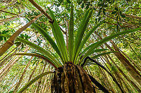 Asplenium nidus - bottom view, Palmarium, Madagascar A few ultra wide angle shots of Asplenium nidus, if I have the identification correct. I based identification on the diagonal black lines found on the underside of the leaf. <br />
<br />
This plant is basically an oversized parasite (epiphyte), taking its nutrients and moisture from even larger plants.<br />
https://www.jungledragon.com/image/88810/asplenium_nidus_palmarium_madagascar.html<br />
https://www.jungledragon.com/image/88808/asplenium_nidus_-_leaf_closeup_palmarium_madagascar.html Africa,Asplenium nidus,Madagascar,Madagascar 2019,Palmarium reserve,World