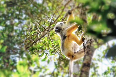 Diademed sifaka, son of the sun A Diademed sifaka plans his next feeding location, in preperation of a giant leap. Andasibe,Diademed sifaka,Madagascar,Propithecus diadema