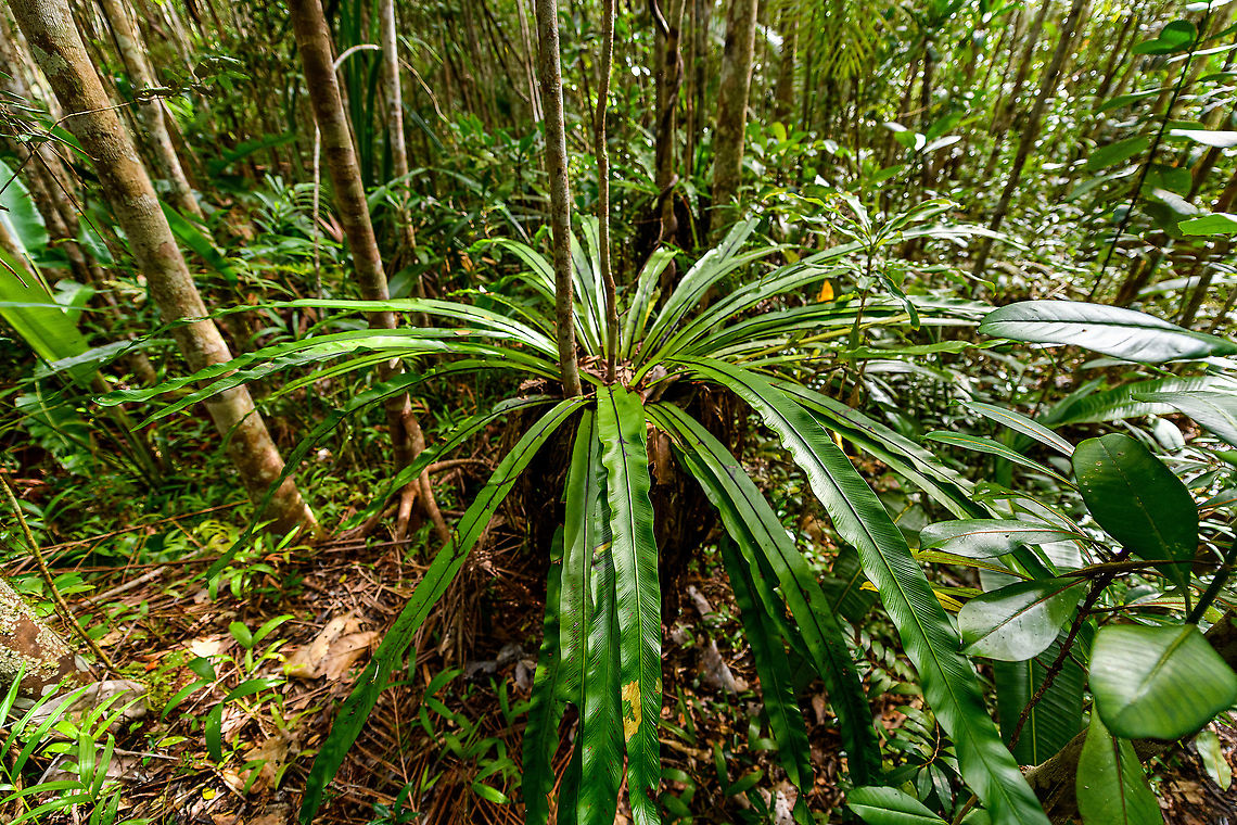 Asplenium nidus, Palmarium, Madagascar A few ultra wide angle shots of Asplenium nidus, if I have the identification correct. I based identification on the diagonal black lines found on the underside of the leaf. <br />
<br />
This plant is basically an oversized parasite (epiphyte), taking its nutrients and moisture from even larger plants.<br />
<figure class="photo"><a href="https://www.jungledragon.com/image/88809/asplenium_nidus_-_bottom_view_palmarium_madagascar.html" title="Asplenium nidus - bottom view, Palmarium, Madagascar"><img src="https://s3.amazonaws.com/media.jungledragon.com/images/2/88809_thumb.jpg?AWSAccessKeyId=05GMT0V3GWVNE7GGM1R2&Expires=1759968010&Signature=BXwACi9txB9f7D8bBTte1bcEzaY%3D" width="200" height="134" alt="Asplenium nidus - bottom view, Palmarium, Madagascar A few ultra wide angle shots of Asplenium nidus, if I have the identification correct. I based identification on the diagonal black lines found on the underside of the leaf. <br />
<br />
This plant is basically an oversized parasite (epiphyte), taking its nutrients and moisture from even larger plants.<br />
https://www.jungledragon.com/image/88810/asplenium_nidus_palmarium_madagascar.html<br />
https://www.jungledragon.com/image/88808/asplenium_nidus_-_leaf_closeup_palmarium_madagascar.html Africa,Asplenium nidus,Madagascar,Madagascar 2019,Palmarium reserve,World" /></a></figure><br />
<figure class="photo"><a href="https://www.jungledragon.com/image/88808/asplenium_nidus_-_leaf_closeup_palmarium_madagascar.html" title="Asplenium nidus - leaf closeup, Palmarium, Madagascar"><img src="https://s3.amazonaws.com/media.jungledragon.com/images/2/88808_thumb.jpg?AWSAccessKeyId=05GMT0V3GWVNE7GGM1R2&Expires=1759968010&Signature=%2B%2FSiw1F5qzUDN50xQn4VMtvuNHU%3D" width="102" height="152" alt="Asplenium nidus - leaf closeup, Palmarium, Madagascar A few ultra wide angle shots of Asplenium nidus, if I have the identification correct. I based identification on the diagonal black lines found on the underside of the leaf. <br />
<br />
This plant is basically an oversized parasite (epiphyte), taking its nutrients and moisture from even larger plants.<br />
https://www.jungledragon.com/image/88810/asplenium_nidus_palmarium_madagascar.html<br />
https://www.jungledragon.com/image/88809/asplenium_nidus_-_bottom_view_palmarium_madagascar.html Africa,Asplenium nidus,Madagascar,Madagascar 2019,Palmarium reserve,World" /></a></figure> Africa,Asplenium nidus,Madagascar,Madagascar 2019,Palmarium reserve,World