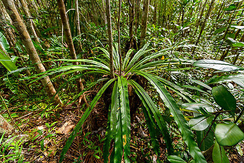 Asplenium nidus, Palmarium, Madagascar A few ultra wide angle shots of Asplenium nidus, if I have the identification correct. I based identification on the diagonal black lines found on the underside of the leaf. 

This plant is basically an oversized parasite (epiphyte), taking its nutrients and moisture from even larger plants.
https://www.jungledragon.com/image/88809/asplenium_nidus_-_bottom_view_palmarium_madagascar.html
https://www.jungledragon.com/image/88808/asplenium_nidus_-_leaf_closeup_palmarium_madagascar.html Africa,Asplenium nidus,Madagascar,Madagascar 2019,Palmarium reserve,World