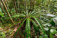 Asplenium nidus, Palmarium, Madagascar A few ultra wide angle shots of Asplenium nidus, if I have the identification correct. I based identification on the diagonal black lines found on the underside of the leaf. <br />
<br />
This plant is basically an oversized parasite (epiphyte), taking its nutrients and moisture from even larger plants.<br />
https://www.jungledragon.com/image/88809/asplenium_nidus_-_bottom_view_palmarium_madagascar.html<br />
https://www.jungledragon.com/image/88808/asplenium_nidus_-_leaf_closeup_palmarium_madagascar.html Africa,Asplenium nidus,Madagascar,Madagascar 2019,Palmarium reserve,World