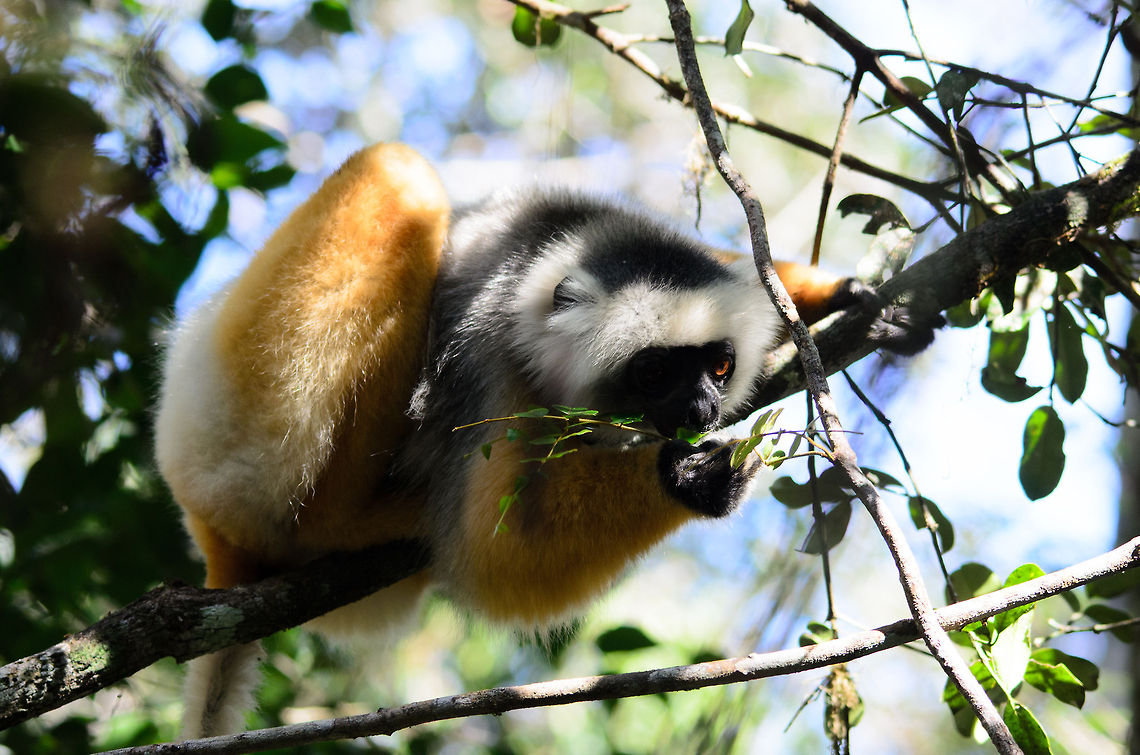 Diademed sifaka eating A Diademed sifaka is a diurnal lemur, that spends most of the day feeding. As it is quite large and active, it needs a lot of fuel. Andasibe,Diademed sifaka,Madagascar,Propithecus diadema