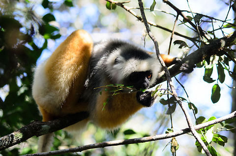 Diademed sifaka eating A Diademed sifaka is a diurnal lemur, that spends most of the day feeding. As it is quite large and active, it needs a lot of fuel. Andasibe,Diademed sifaka,Madagascar,Propithecus diadema