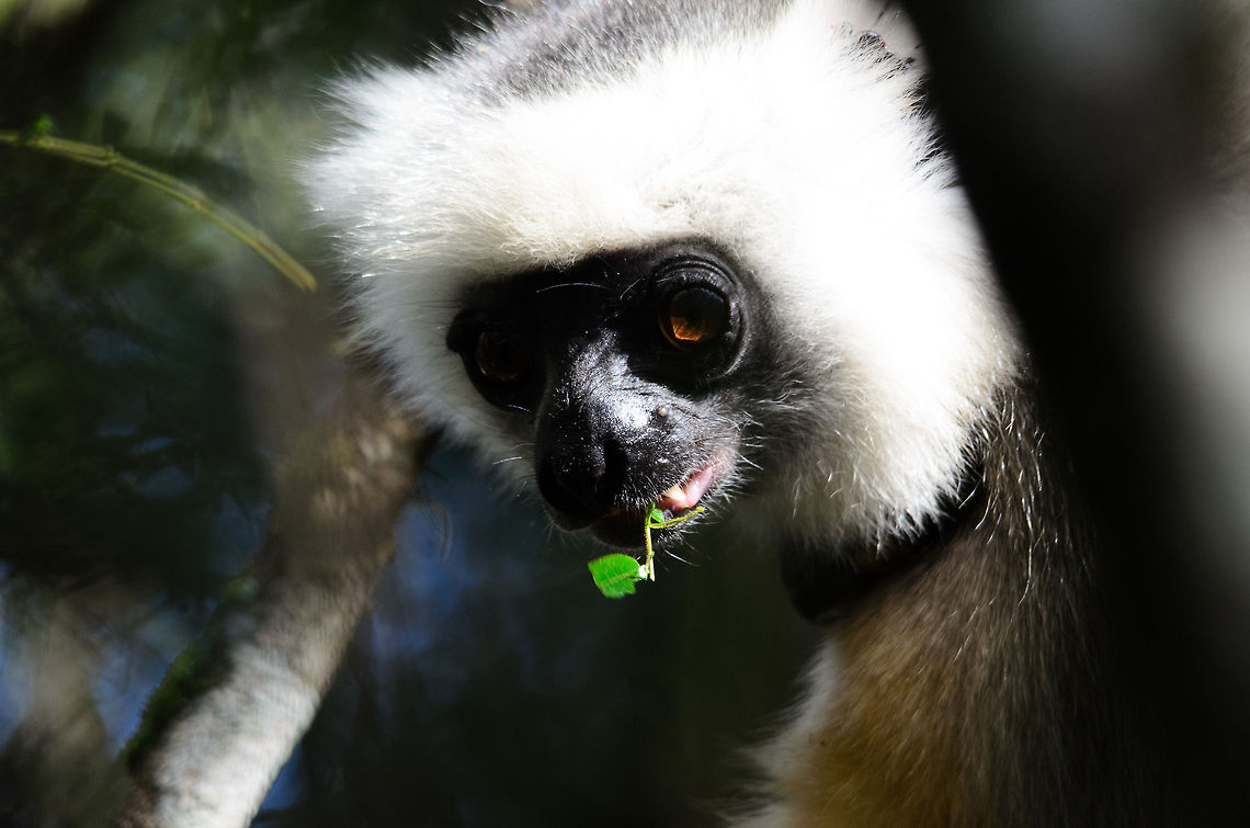 Diademed sifaka head closeup 2 Closeup of the head of a Diademed sifaka eating leaves in Andasibe, Madagascar. Andasibe,Diademed sifaka,Madagascar,Propithecus diadema