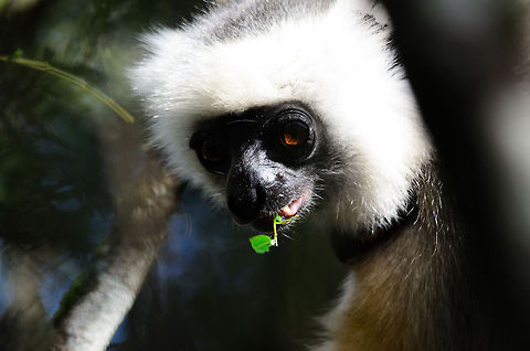 Diademed sifaka head closeup 2 Closeup of the head of a Diademed sifaka eating leaves in Andasibe, Madagascar. Andasibe,Diademed sifaka,Madagascar,Propithecus diadema