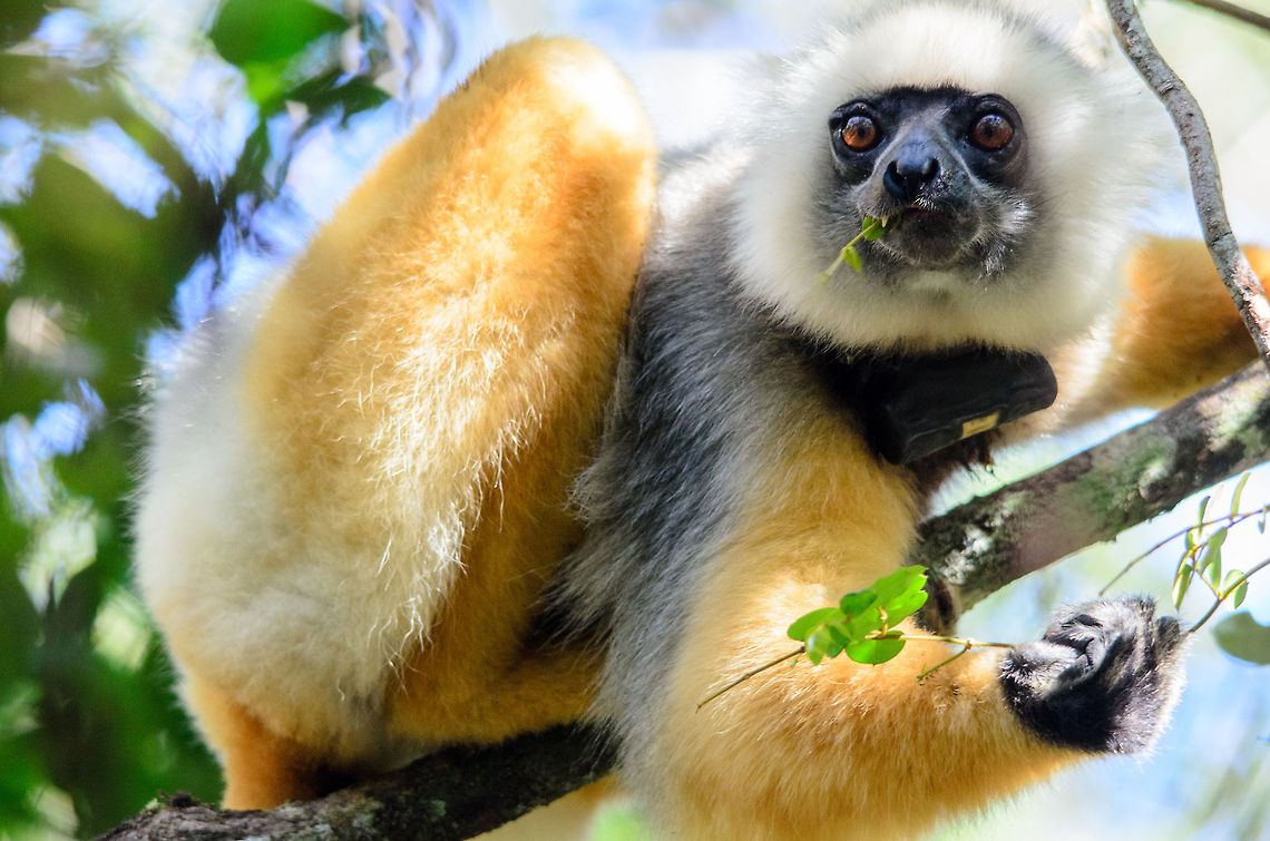 Diademed sifaka eating in Andasibe, Madagascar Although this lemur is wild and living in a protected wild park, this photo shows it is collared with a tracking device. Unfortunately this human stain on wildlife is needed, as only a few thousand of these lemurs exist in the wild. The biggest threat is habitat destruction. 97% of Madagascar&#039;s forests are already gone, and the last 3% is dissapearing faster than ever. Not even protected parks are safe from poor villagers claiming the forest, and the corrupt government not giving a damn. Andasibe,Diademed sifaka,Madagascar,Propithecus diadema