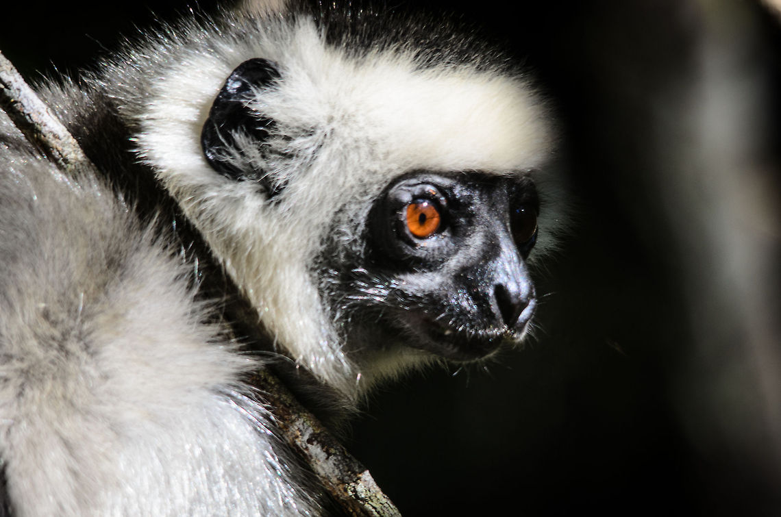 Diademed sifaka head closeup 1 Closeup of the head of a Diademed sifaka eating leaves in Andasibe, Madagascar. Andasibe,Diademed sifaka,Madagascar,Propithecus diadema